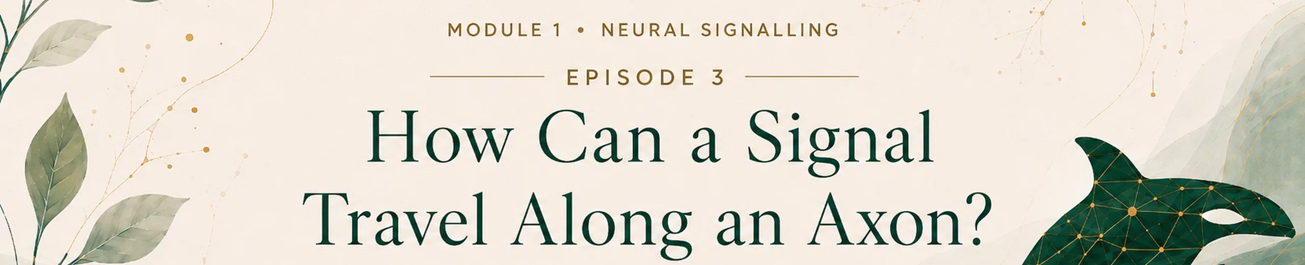3. What Really Travels Down the Axon?