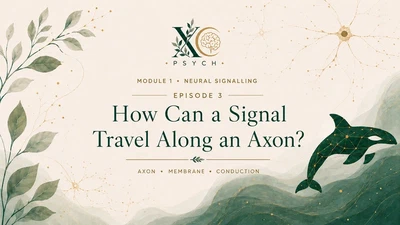 3. What Really Travels Down the Axon? featured image