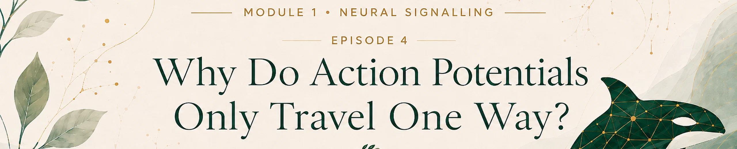 4. Why Doesn't the Action Potential Go Backwards?