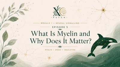5. Why Is Myelin Basically Biological Fibre Optic Cable? featured image