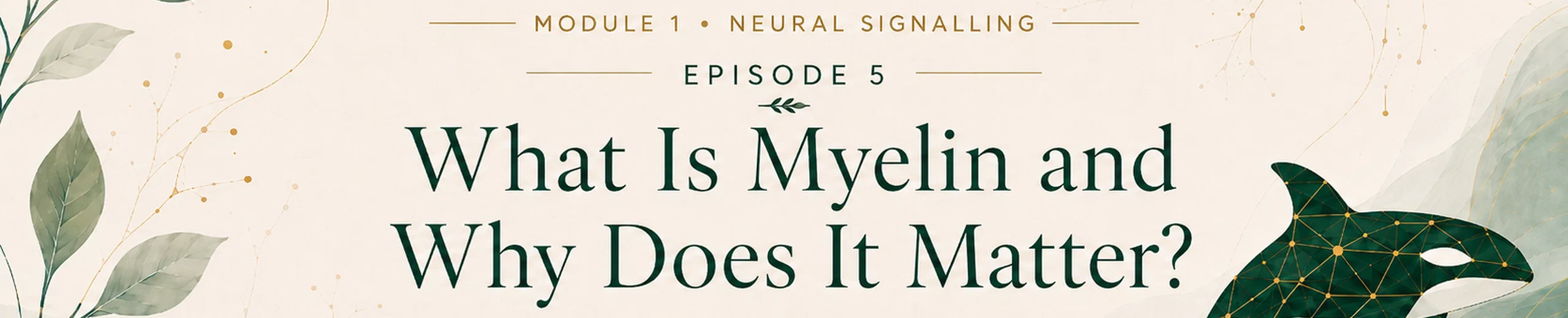 5. Why Is Myelin Basically Biological Fibre Optic Cable?