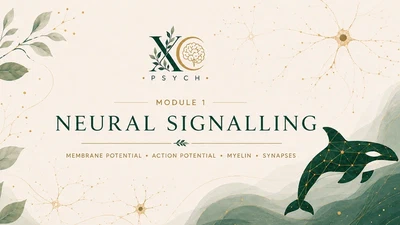 Module 1 - Neural signalling featured image